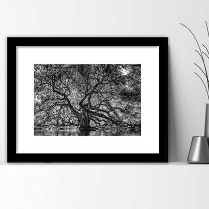 1000 Year Old Angel Oak Tree Art Print, Black And White, Framed Art Print White Border