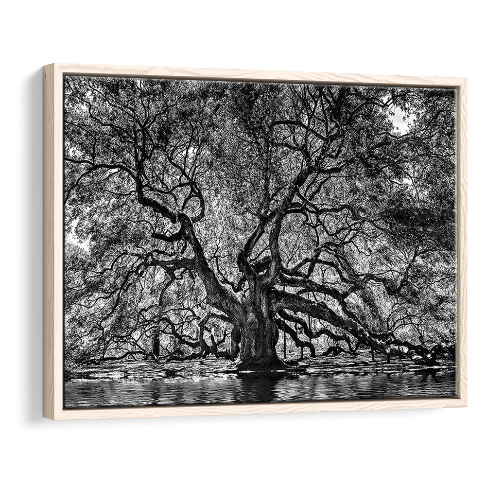 1000 Year Old Angel Oak Tree Canvas Print, Black And White Canvas, Framed Cavas Print, Floating Frame