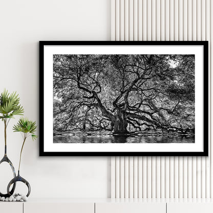 1000 Year Old Angel Oak Tree Art Print, Black And White, Framed Art Print White Border
