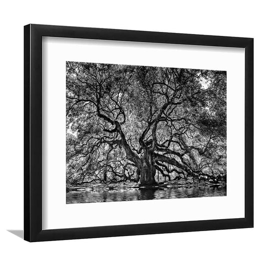 1000 Year Old Angel Oak Tree Art Print, Black And White, Framed Art Print White Border