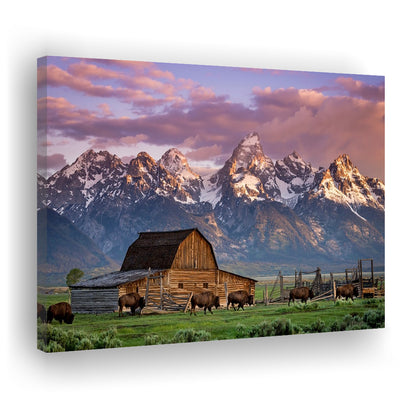 A Herd of Buffalo Walk In Front of Mormon Barn Jackson Wyoming, Cavas Print Wall Art Hom Decor