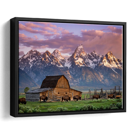 A Herd Of Buffalo Walk In Front Of Mormon Barn Jackson Wyoming, Framed Cavas Print, Floating Frame