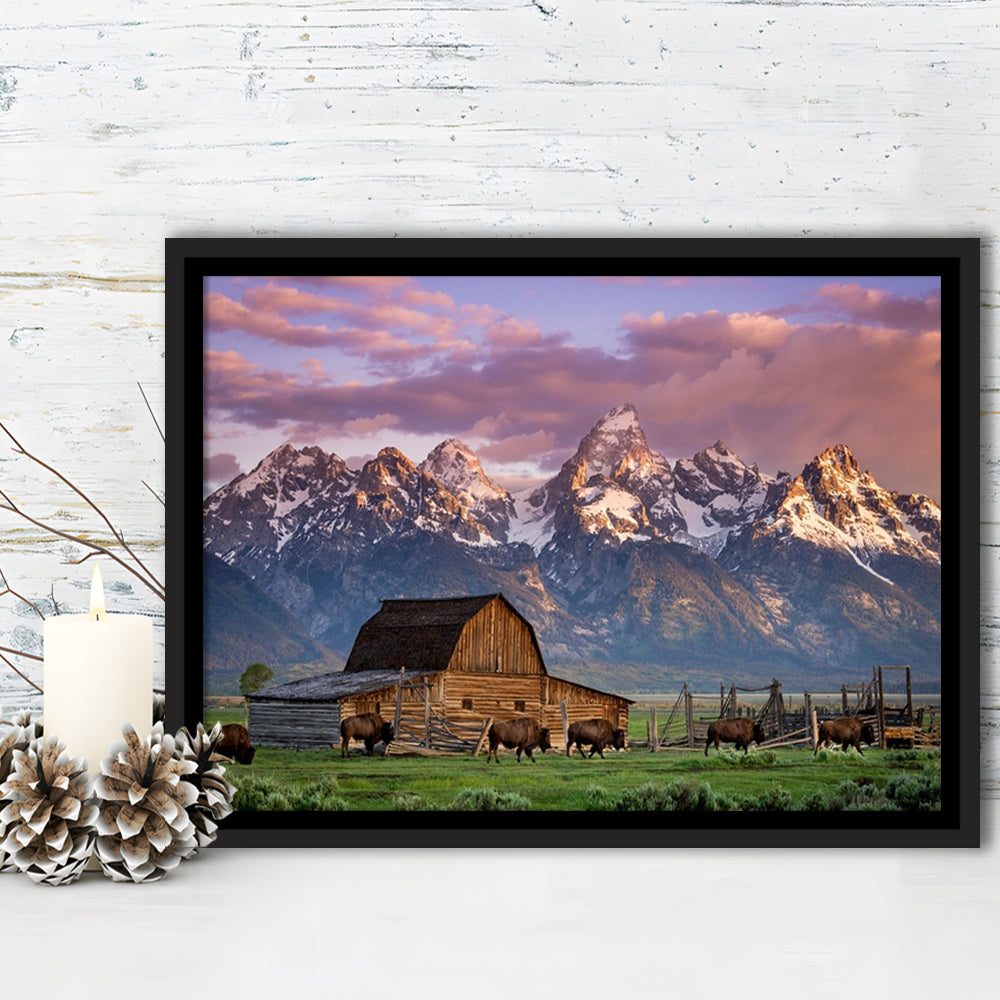 A Herd Of Buffalo Walk In Front Of Mormon Barn Jackson Wyoming, Framed Cavas Print, Floating Frame