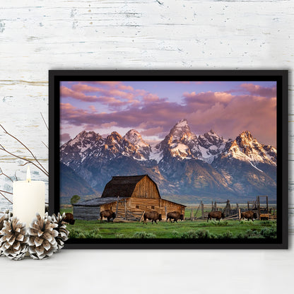 A Herd Of Buffalo Walk In Front Of Mormon Barn Jackson Wyoming, Framed Cavas Print, Floating Frame