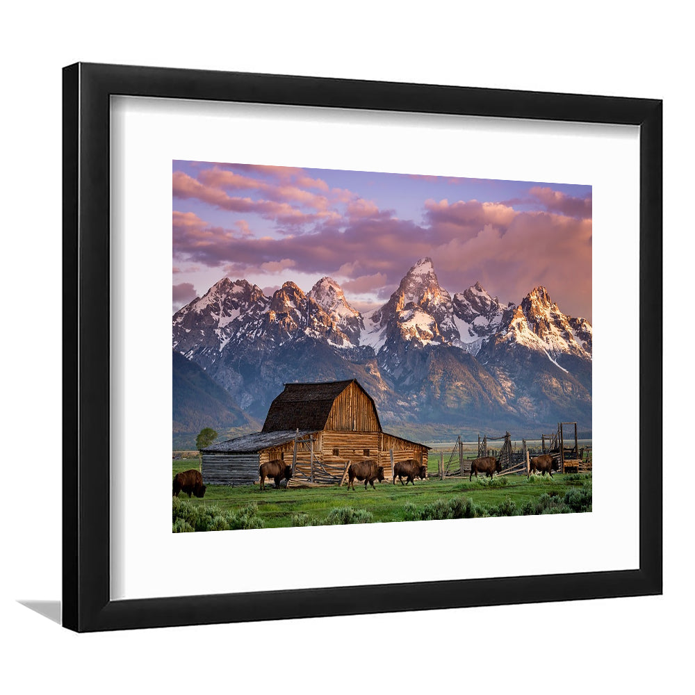 A Herd Of Buffalo Walk In Front Of Mormon Barn Jackson Wyoming, Framed Art Print White Border