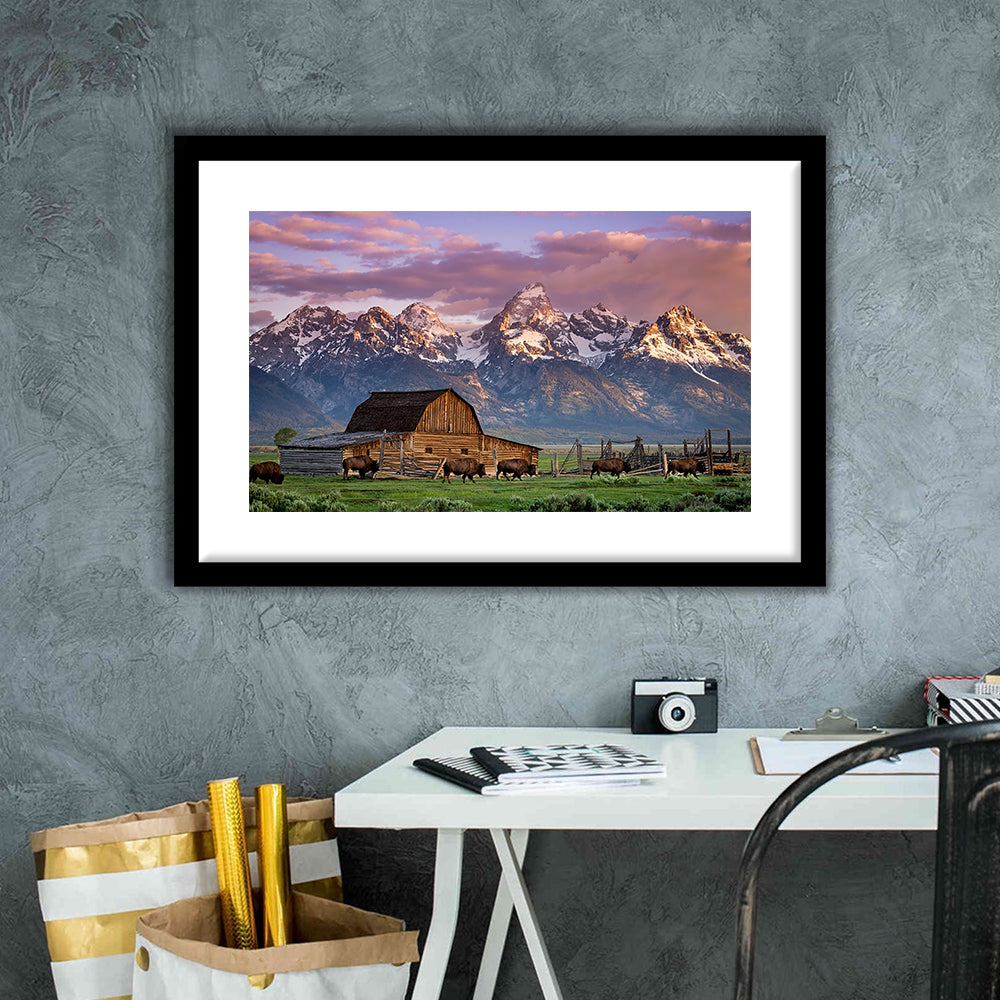 A Herd Of Buffalo Walk In Front Of Mormon Barn Jackson Wyoming, Framed Art Print White Border