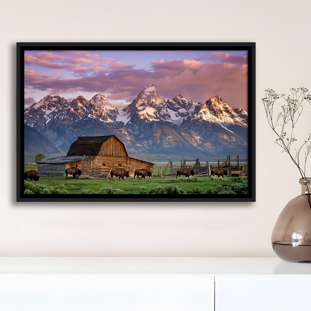 A Herd Of Buffalo Walk In Front Of Mormon Barn Jackson Wyoming, Framed Cavas Print, Floating Frame