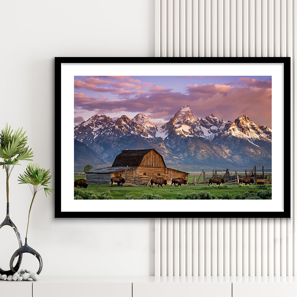A Herd Of Buffalo Walk In Front Of Mormon Barn Jackson Wyoming, Framed Art Print White Border