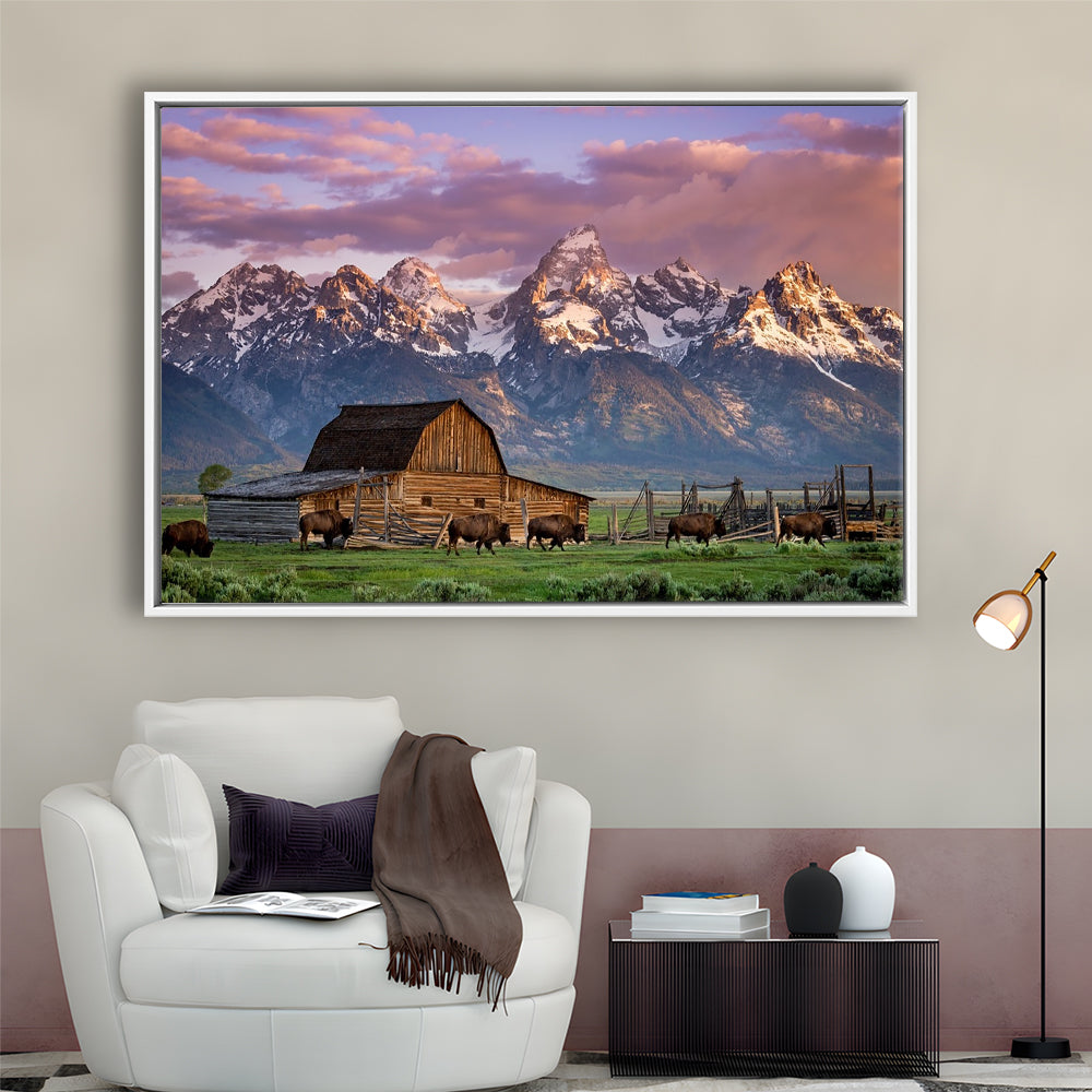 A Herd Of Buffalo Walk In Front Of Mormon Barn Jackson Wyoming, Framed Cavas Print, Floating Frame