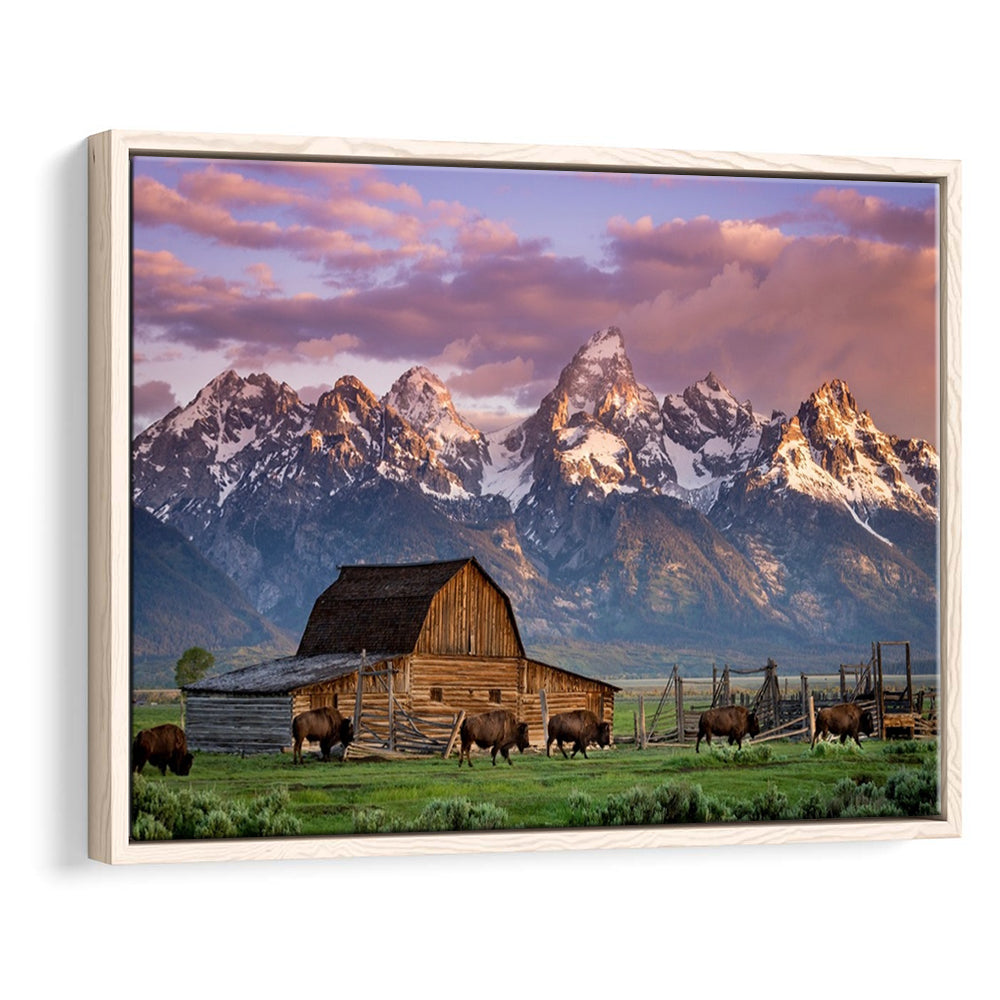 A Herd Of Buffalo Walk In Front Of Mormon Barn Jackson Wyoming, Framed Cavas Print, Floating Frame