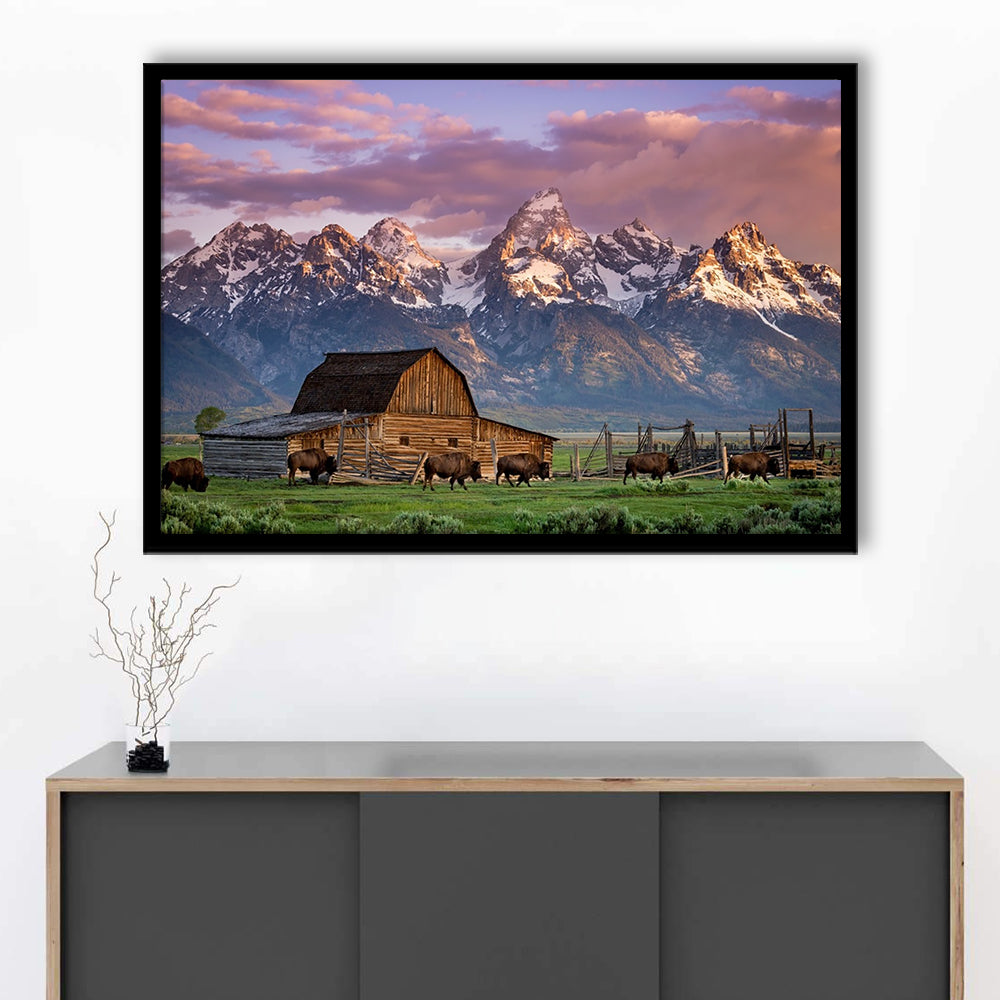 A Herd Of Buffalo Walk In Front Of Mormon Barn Jackson Wyoming, Framed Art Print, Picture Framed