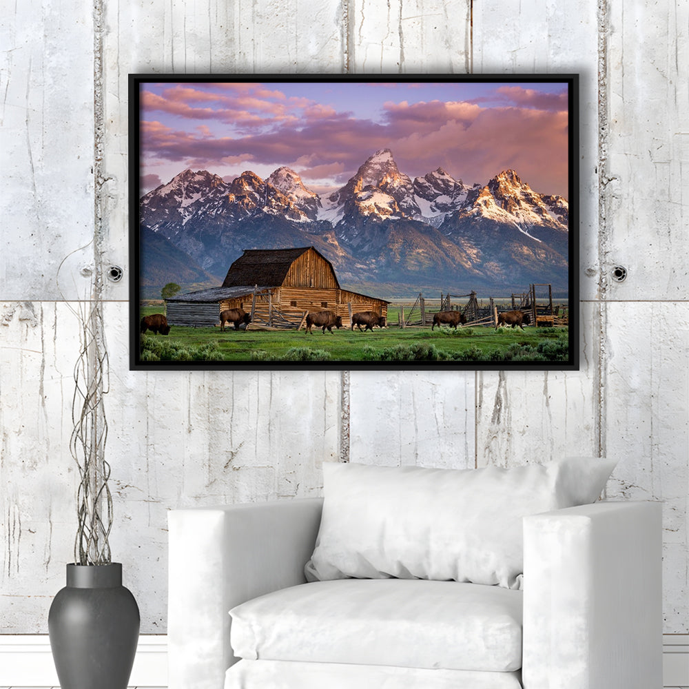 A Herd Of Buffalo Walk In Front Of Mormon Barn Jackson Wyoming, Framed Cavas Print, Floating Frame