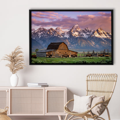 A Herd Of Buffalo Walk In Front Of Mormon Barn Jackson Wyoming, Framed Cavas Print, Floating Frame