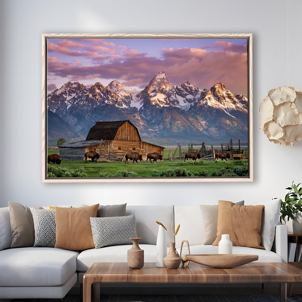 A Herd Of Buffalo Walk In Front Of Mormon Barn Jackson Wyoming, Framed Cavas Print, Floating Frame