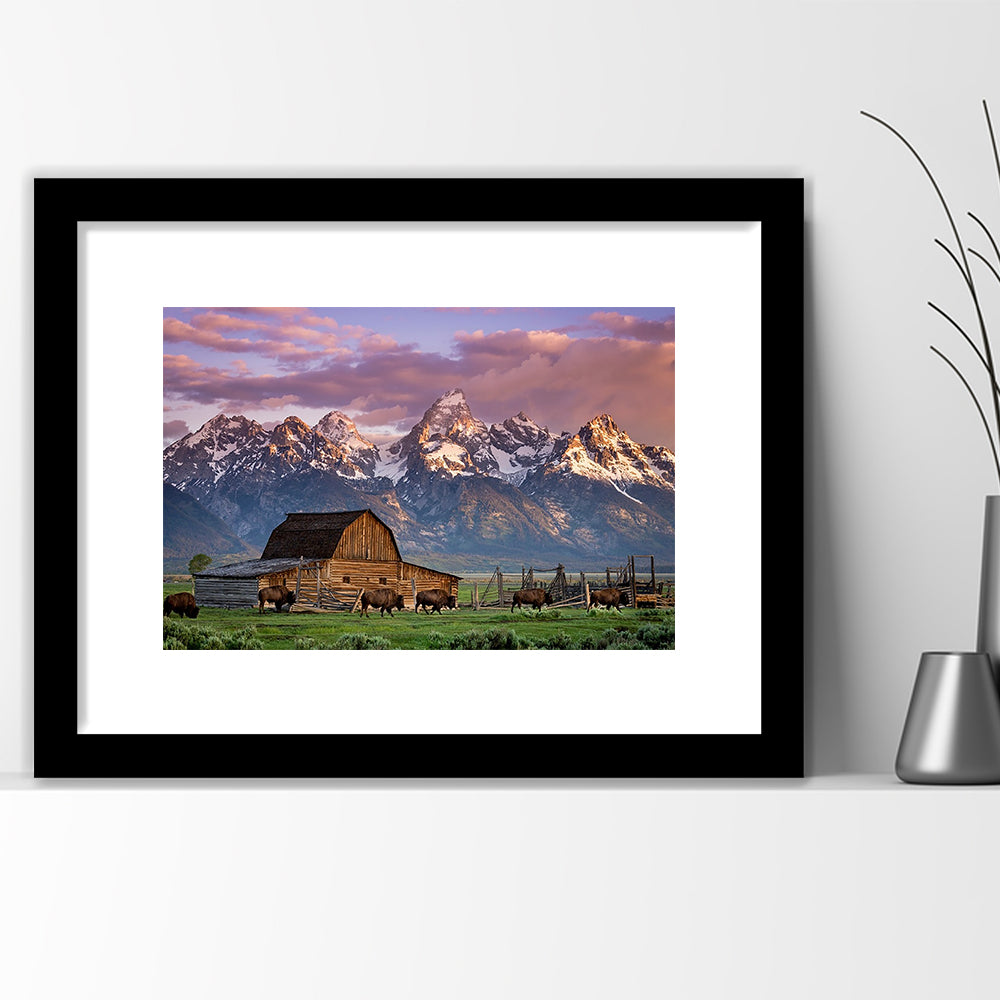 A Herd Of Buffalo Walk In Front Of Mormon Barn Jackson Wyoming, Framed Art Print White Border