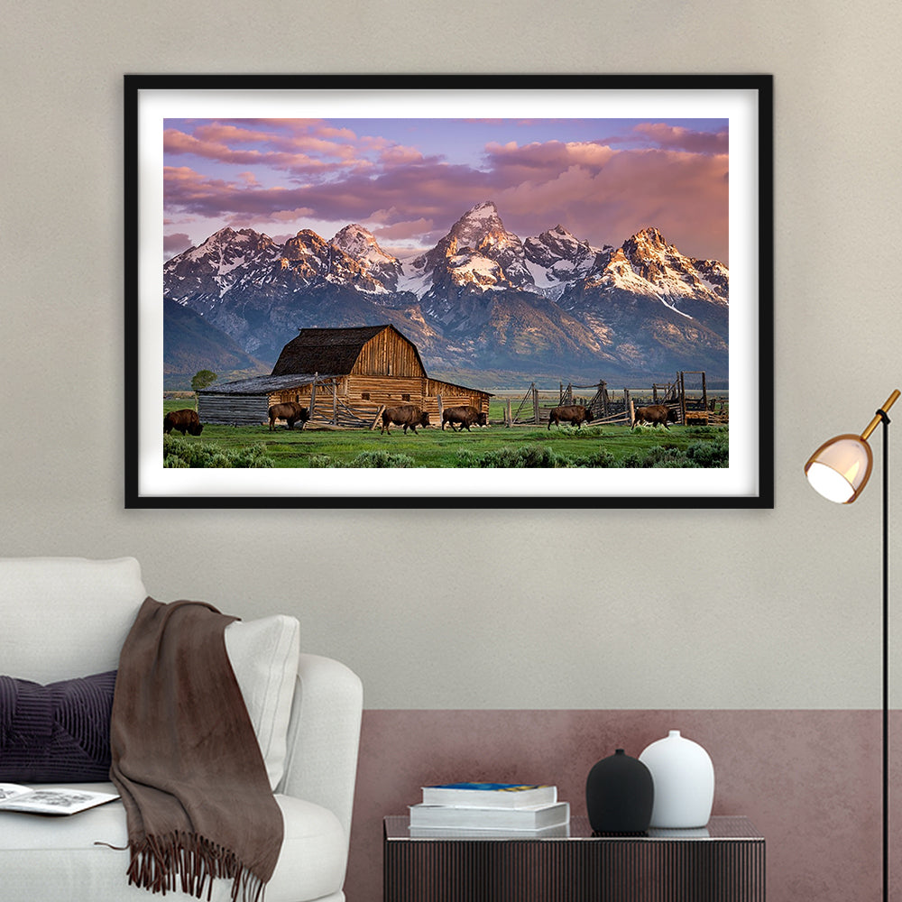 A Herd Of Buffalo Walk In Front Of Mormon Barn Jackson Wyoming, Framed Art Print White Border