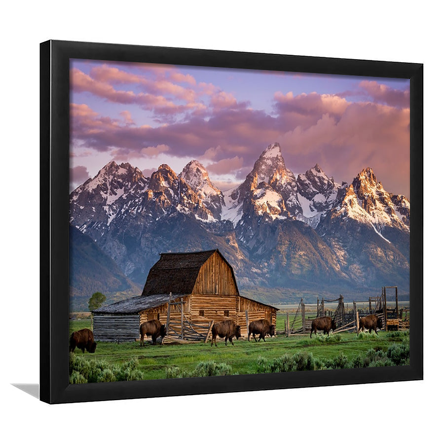 A Herd Of Buffalo Walk In Front Of Mormon Barn Jackson Wyoming, Framed Art Print, Picture Framed