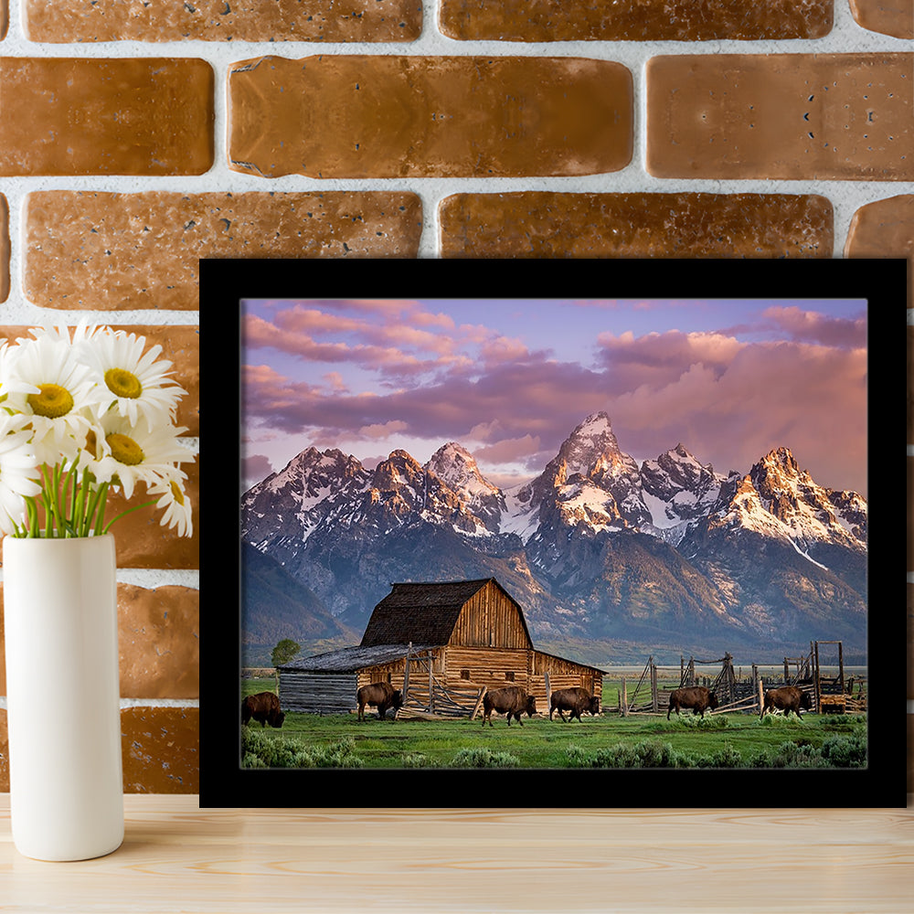 A Herd Of Buffalo Walk In Front Of Mormon Barn Jackson Wyoming, Framed Art Print, Picture Framed