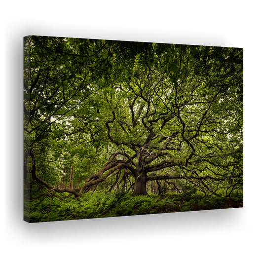 Ancient oak tree in Bayfield Estate, North Norfolk, Cavas Print Wall Art Hom Decor