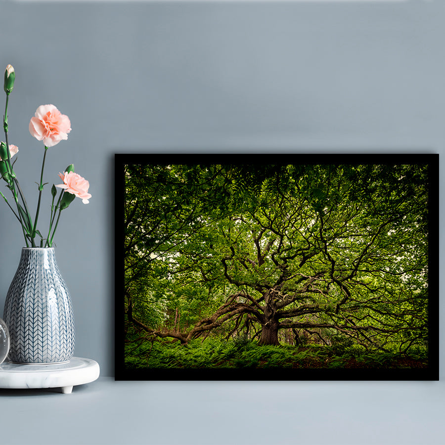 Ancient Oak Tree In Bayfield Estate, North Norfolk, Framed Art Print, Picture Framed
