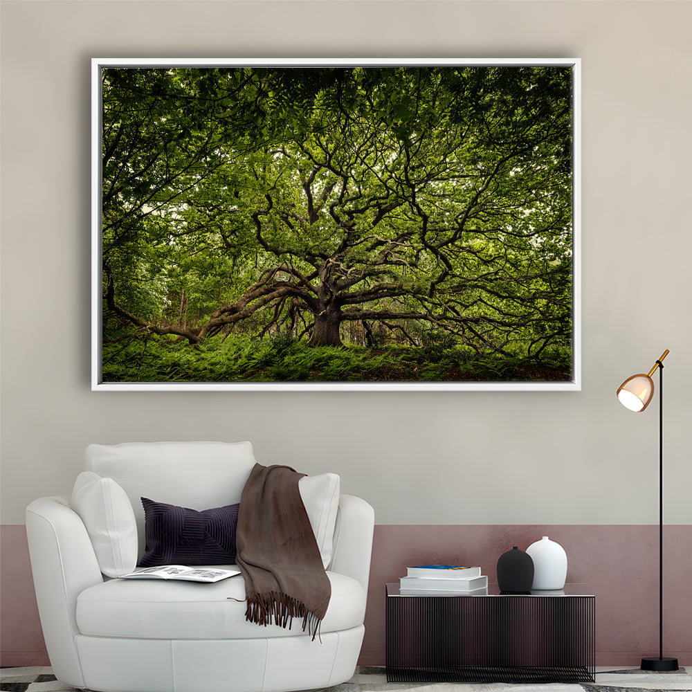 Ancient Oak Tree In Bayfield Estate, North Norfolk, Framed Cavas Print, Floating Frame