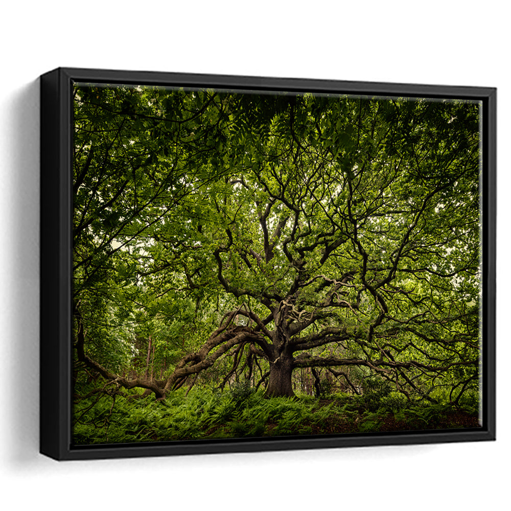 Ancient Oak Tree In Bayfield Estate, North Norfolk, Framed Cavas Print, Floating Frame