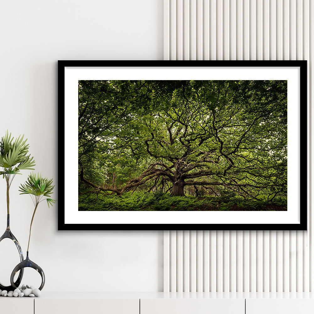 Ancient Oak Tree In Bayfield Estate, North Norfolk, Framed Art Print White Border