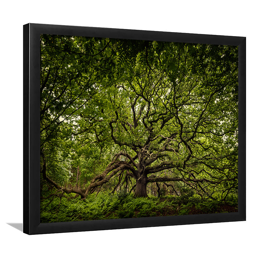 Ancient Oak Tree In Bayfield Estate, North Norfolk, Framed Art Print, Picture Framed