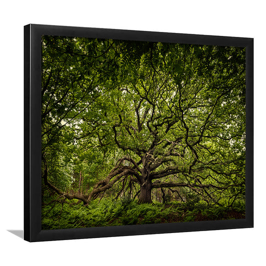 Ancient Oak Tree In Bayfield Estate, North Norfolk, Framed Art Print, Picture Framed