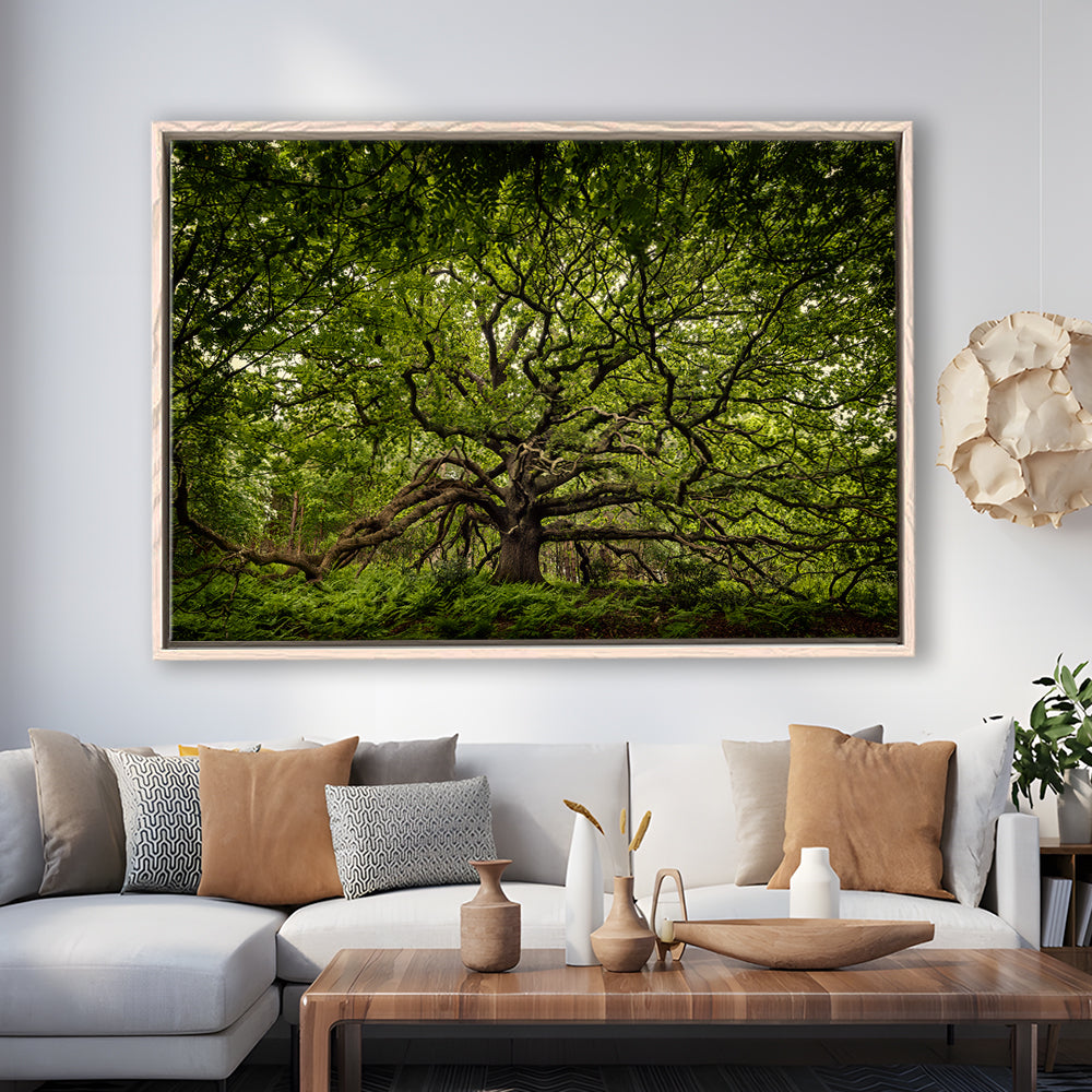 Ancient Oak Tree In Bayfield Estate, North Norfolk, Framed Cavas Print, Floating Frame
