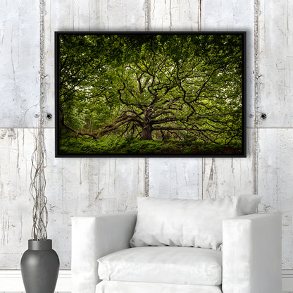 Ancient Oak Tree In Bayfield Estate, North Norfolk, Framed Cavas Print, Floating Frame