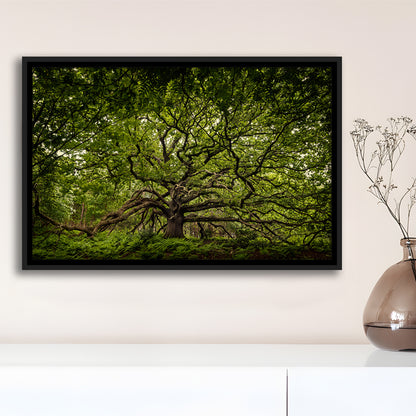 Ancient Oak Tree In Bayfield Estate, North Norfolk, Framed Cavas Print, Floating Frame