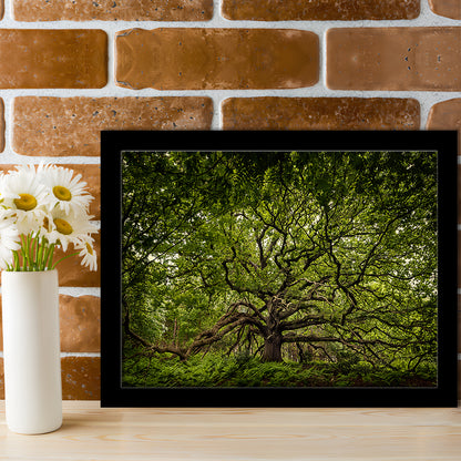 Ancient Oak Tree In Bayfield Estate, North Norfolk, Framed Art Print, Picture Framed
