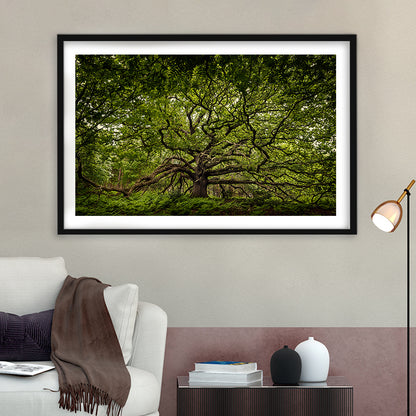 Ancient Oak Tree In Bayfield Estate, North Norfolk, Framed Art Print White Border