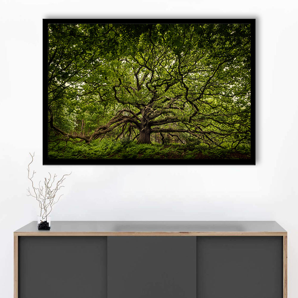 Ancient Oak Tree In Bayfield Estate, North Norfolk, Framed Art Print, Picture Framed
