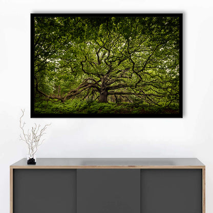 Ancient Oak Tree In Bayfield Estate, North Norfolk, Framed Art Print, Picture Framed