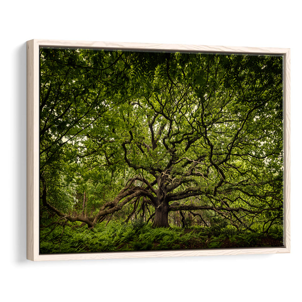 Ancient Oak Tree In Bayfield Estate, North Norfolk, Framed Cavas Print, Floating Frame