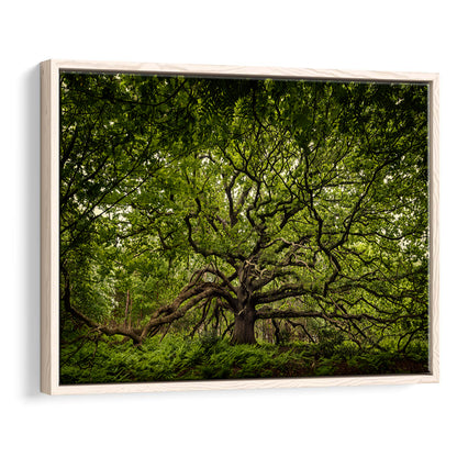 Ancient Oak Tree In Bayfield Estate, North Norfolk, Framed Cavas Print, Floating Frame