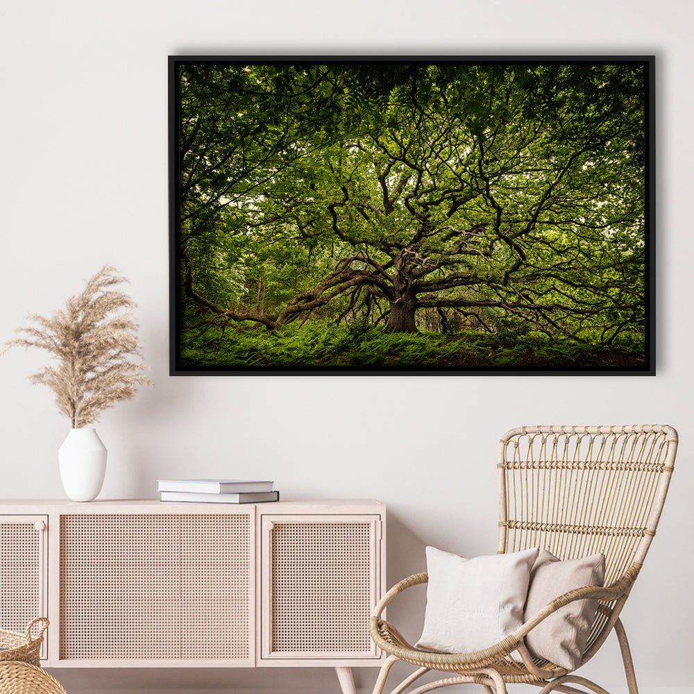 Ancient Oak Tree In Bayfield Estate, North Norfolk, Framed Cavas Print, Floating Frame