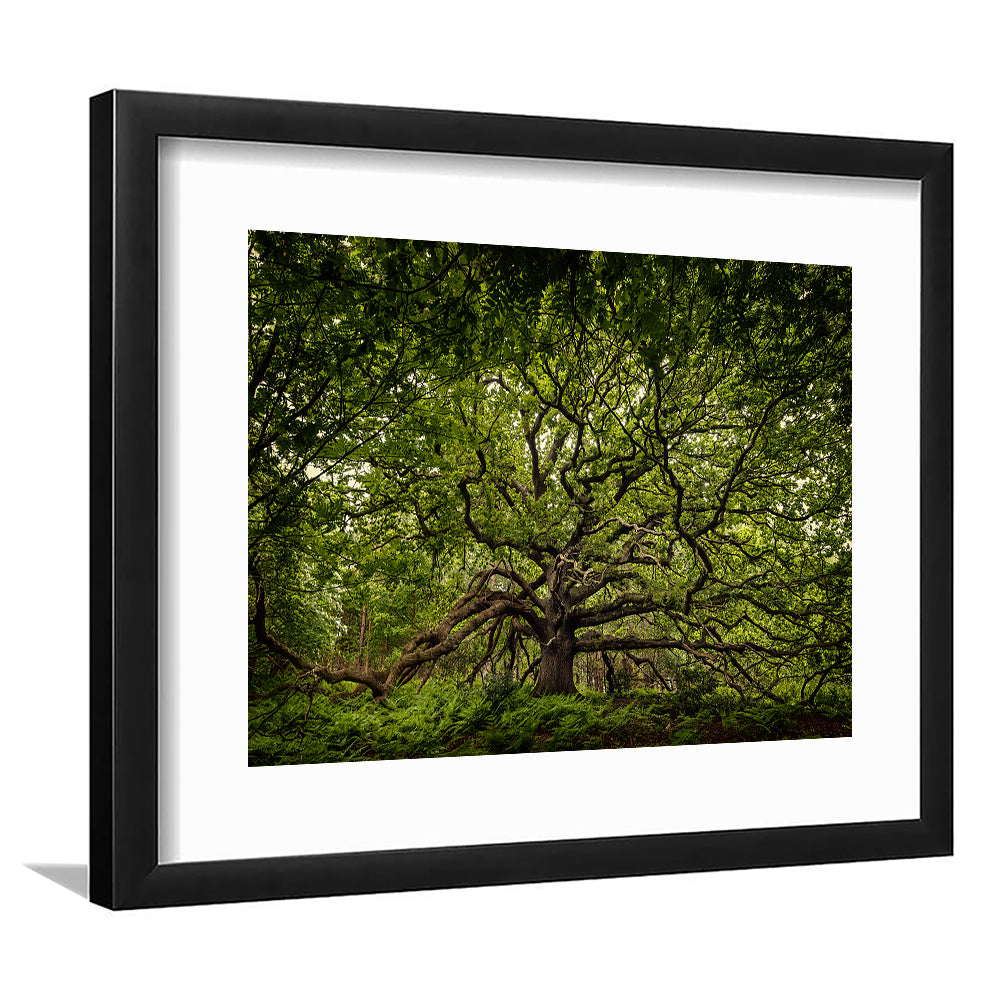 Ancient Oak Tree In Bayfield Estate, North Norfolk, Framed Art Print White Border