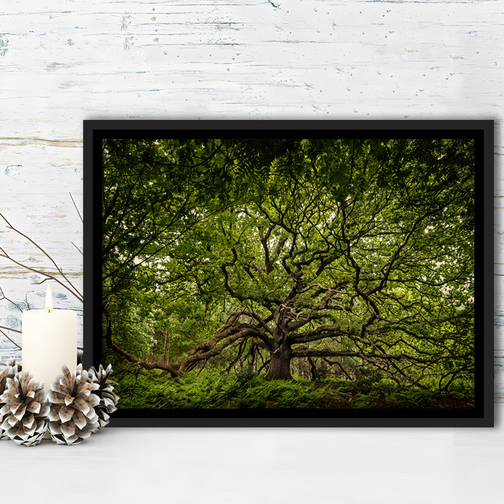 Ancient Oak Tree In Bayfield Estate, North Norfolk, Framed Cavas Print, Floating Frame