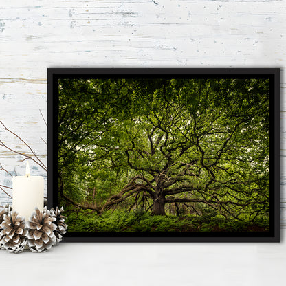 Ancient Oak Tree In Bayfield Estate, North Norfolk, Framed Cavas Print, Floating Frame
