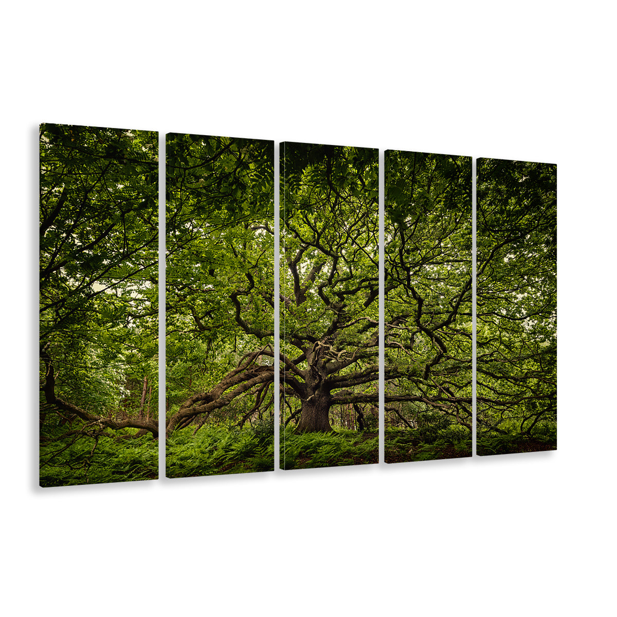 Ancient oak tree in Bayfield Estate, North Norfolk, 5 Piece B Extra Large Cavas Print Wall Art Decor