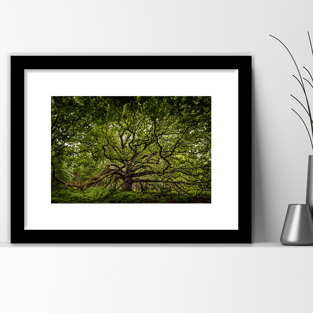 Ancient Oak Tree In Bayfield Estate, North Norfolk, Framed Art Print White Border
