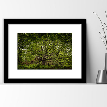 Ancient Oak Tree In Bayfield Estate, North Norfolk, Framed Art Print White Border