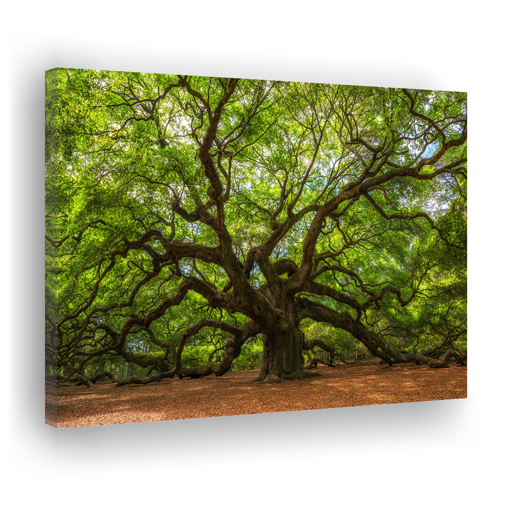 Angle Oak Tree in Johns Island, South Carolina, Cavas Print Wall Art Hom Decor