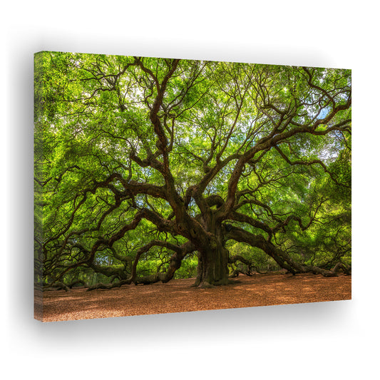 Angle Oak Tree in Johns Island, South Carolina, Cavas Print Wall Art Hom Decor