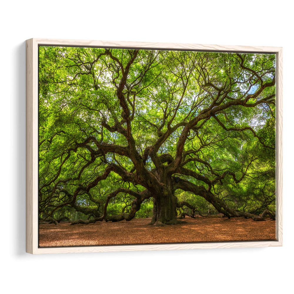 Angle Oak Tree In Johns Island, South Carolina, Framed Cavas Print, Floating Frame
