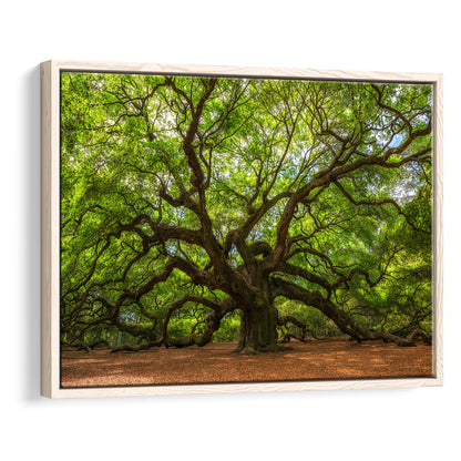 Angle Oak Tree In Johns Island, South Carolina, Framed Cavas Print, Floating Frame