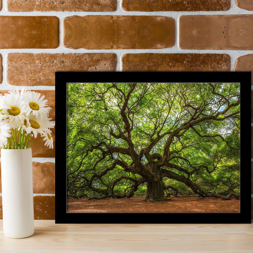 Angle Oak Tree In Johns Island, South Carolina, Framed Art Print, Picture Framed